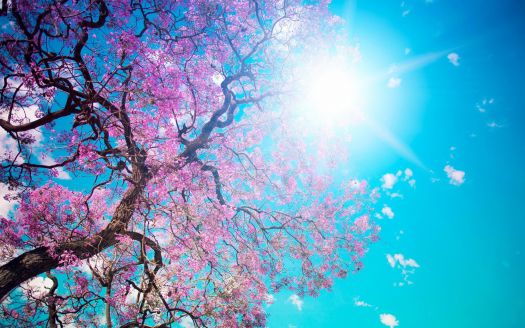 Bloesemremedie Therapie